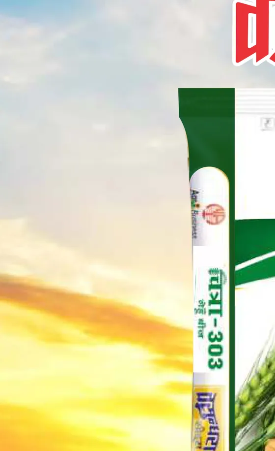 Vidya Maize pack